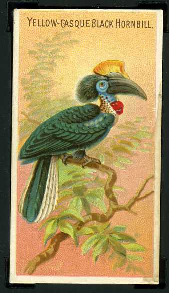 49 Yellow-Casque Black Hornbill